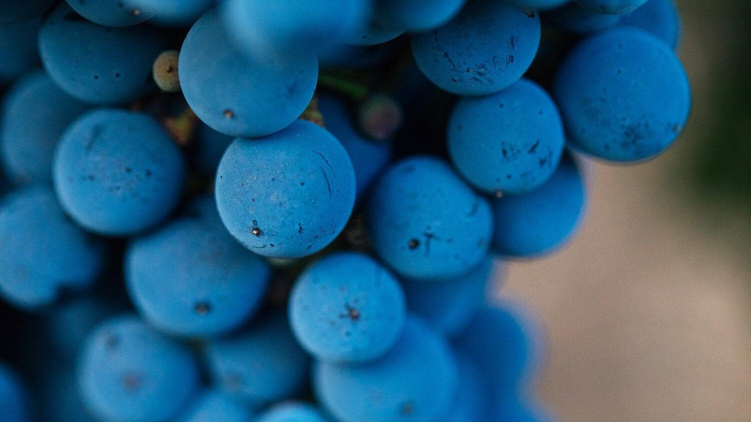 Close-up of a cluster of blue grapes, showcasing their round shape and smooth texture.